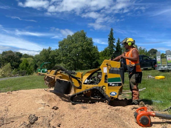 Tree stump grinding