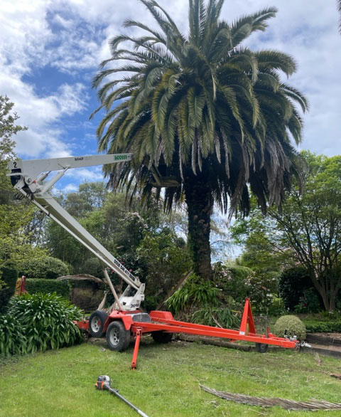 Tree pruning and trimming